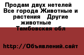 Продам двух нетелей - Все города Животные и растения » Другие животные   . Тамбовская обл.